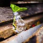 plant growing in a lightbulb leaning against logs